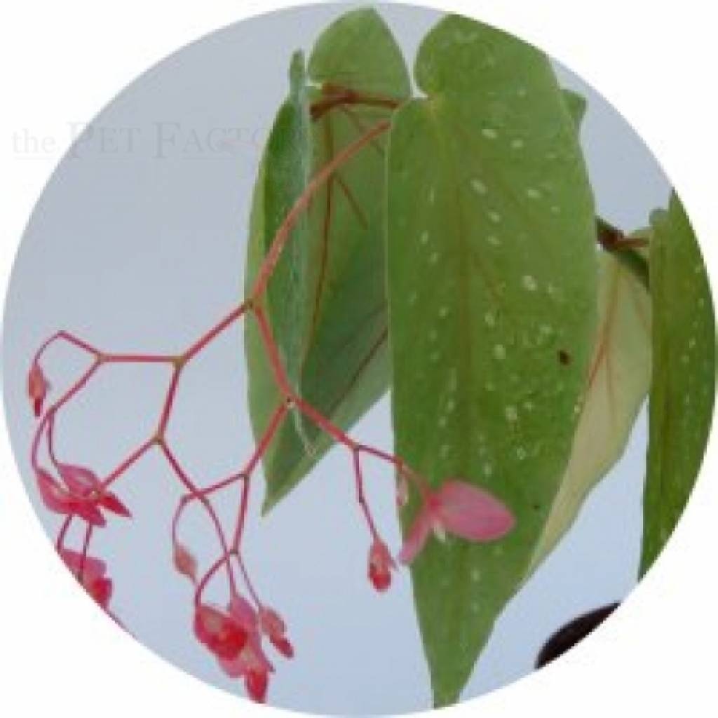 Begonia albo picta